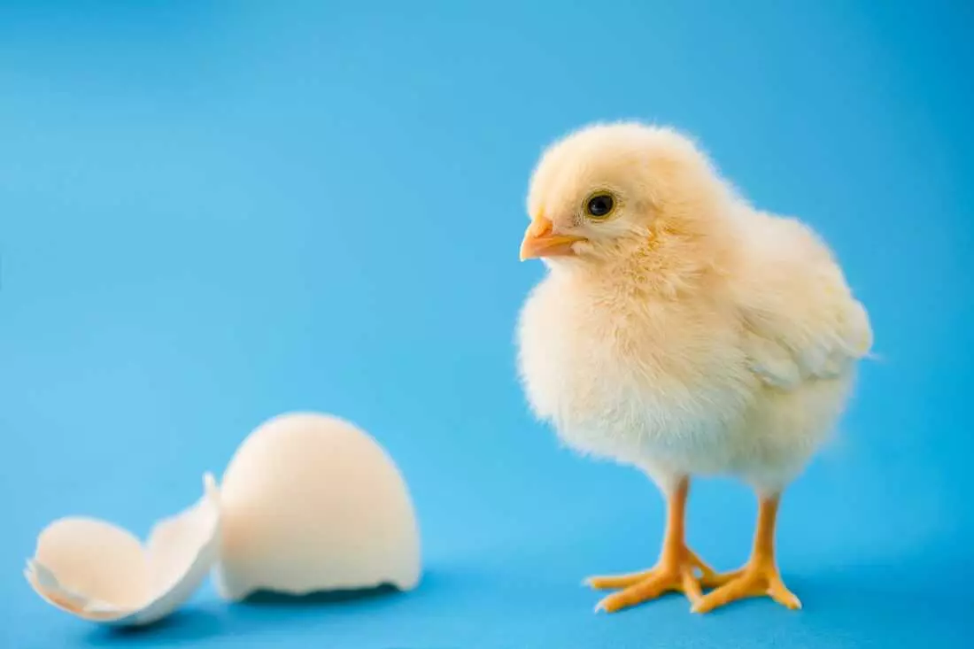Chicks Show Innate Sound-Shape Connection Like Humans