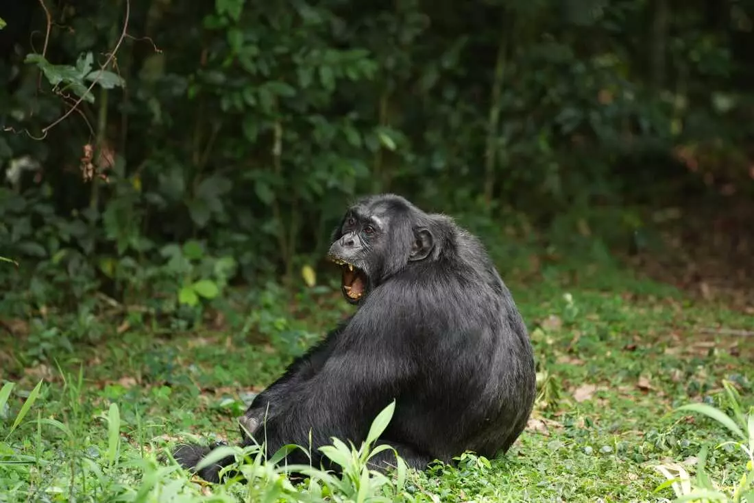 Chimpanzee's Diet of Fermented Fruit Offers Clues to Human Alcohol Affinity