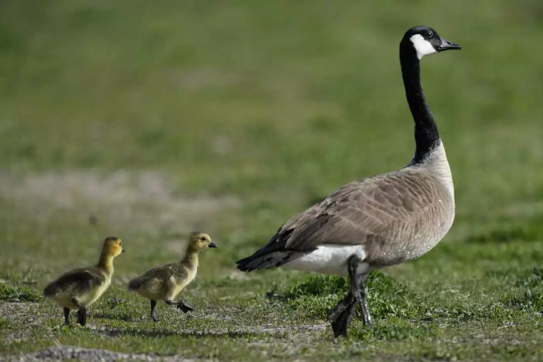 The Amazing Journey of Geese: Migration and Survival