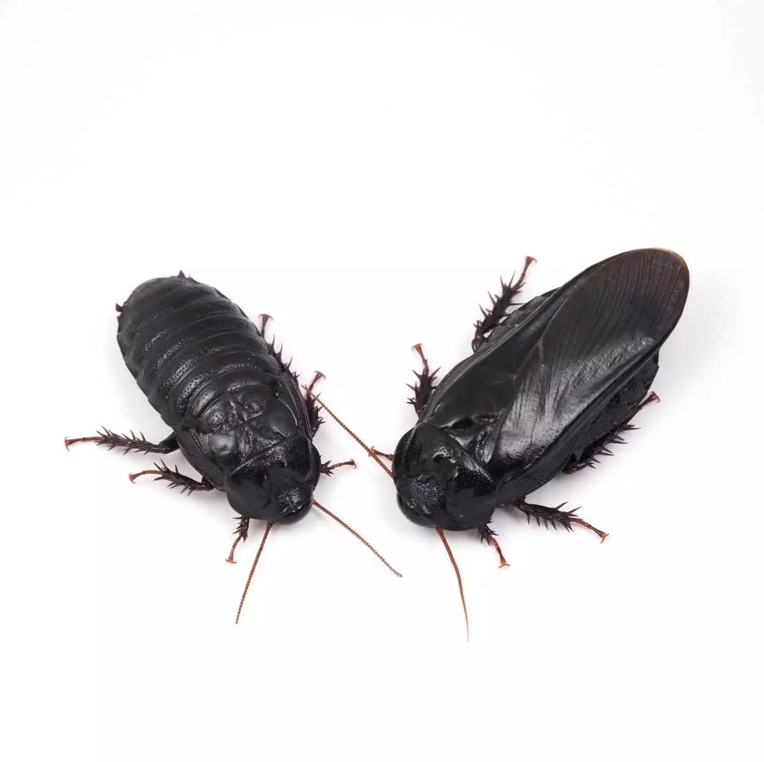 Cockroaches Show Evidence of Long-Term Pair Bonding Through Unique Ritual