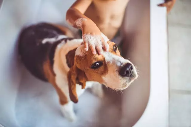 Spring Pet Care Essentials: A Comprehensive Guide to Your Pet's Hygiene