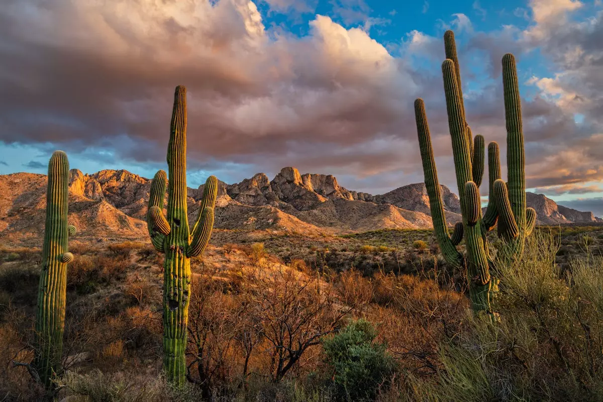 Tucson: The Southwest's Unsung Gem for Travelers