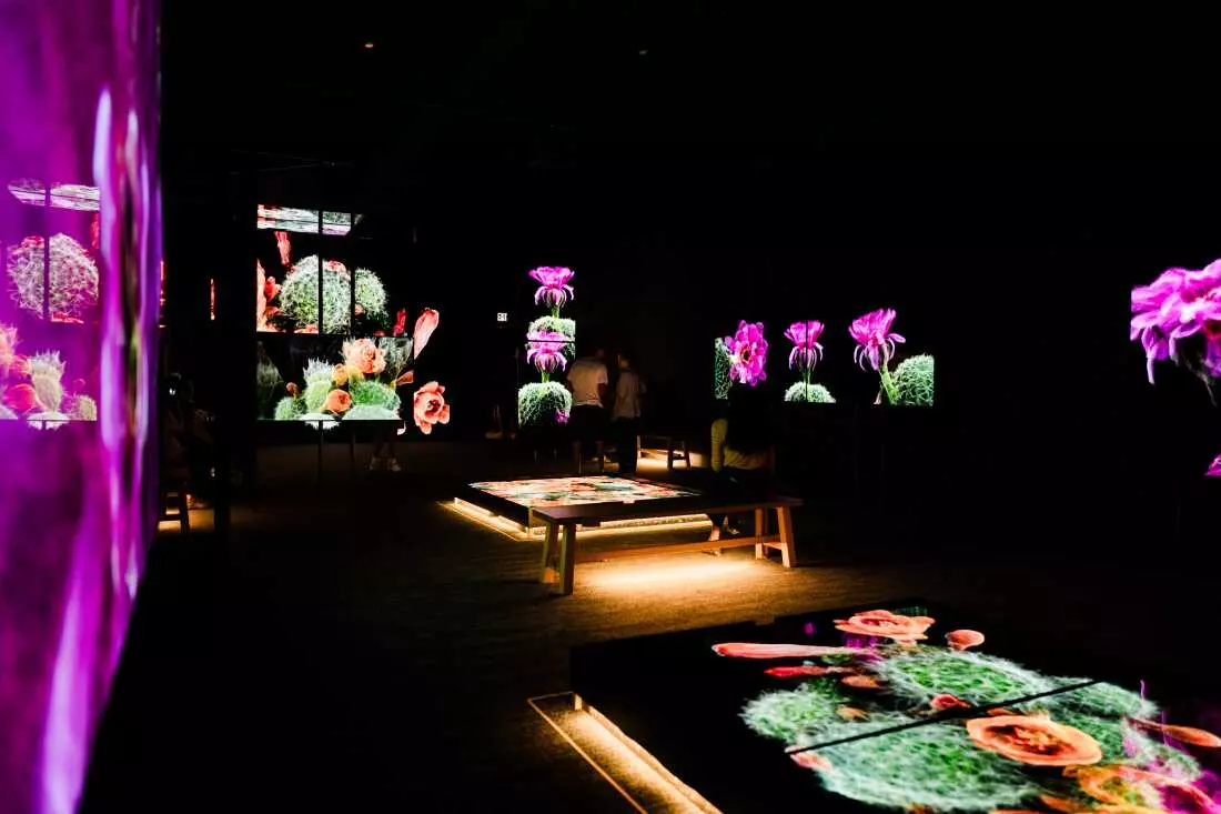 3D Scans Unveil Sonoran Desert's Hidden Life, Informing Conservation Efforts