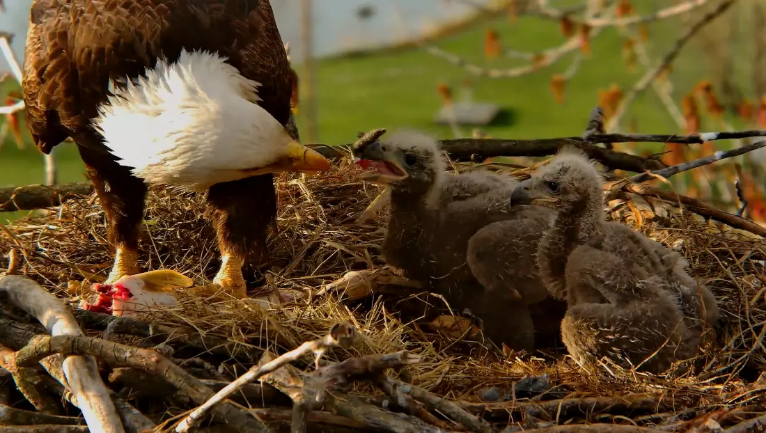 Eagle Nest Cameras: A Digital Community's Passion for Avian Life
