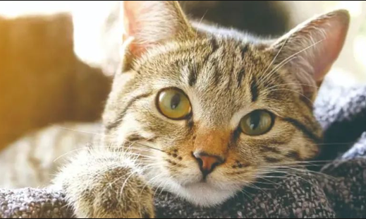 //img.enjoy4fun.com/news_icon/d87857jhsags72qk51u0.png