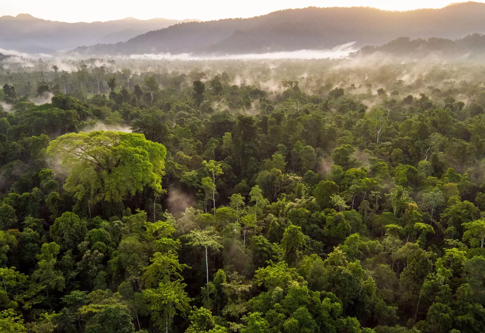 The EU Deforestation Regulation and the Future of Leather